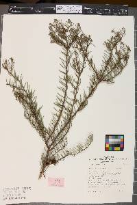 Image of Hakea rugosa