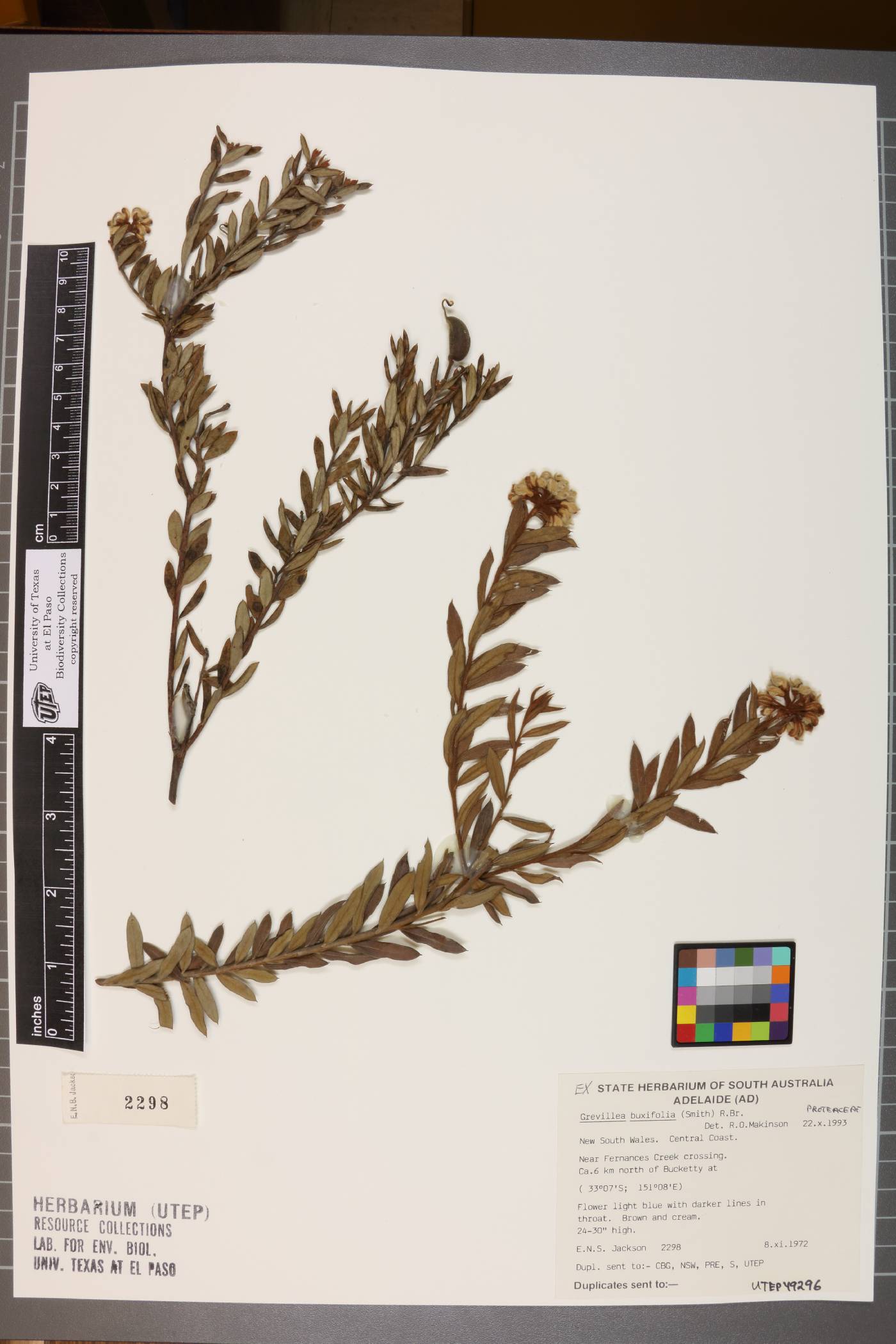 Grevillea buxifolia image
