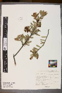 Grevillea aspera image