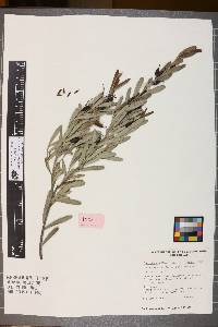 Grevillea pauciflora subsp. pauciflora image