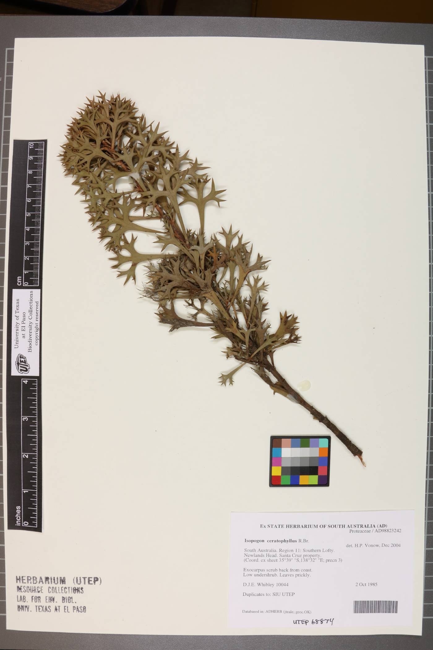 Isopogon ceratophyllus image