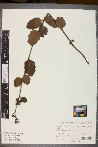 Image Associated With the Occurence