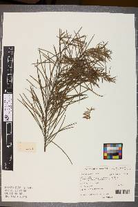 Image of Persoonia linearis