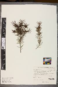 Image of Persoonia juniperina