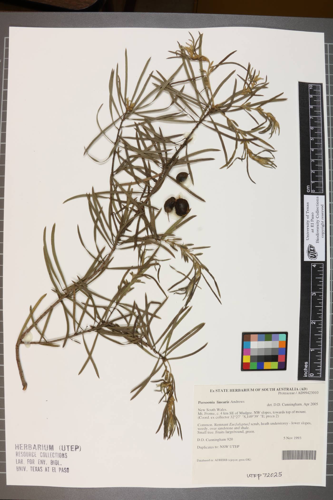 Persoonia linearis image