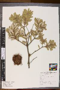 Image of Banksia marginata