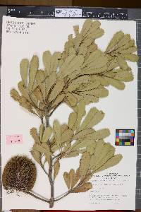 Image of Banksia ornata