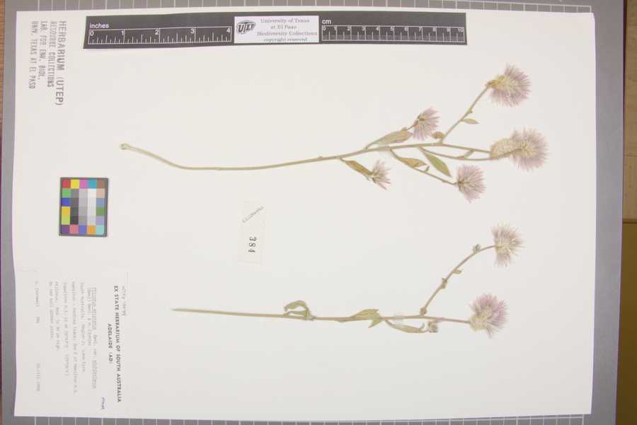 Ptilotus aristatus image