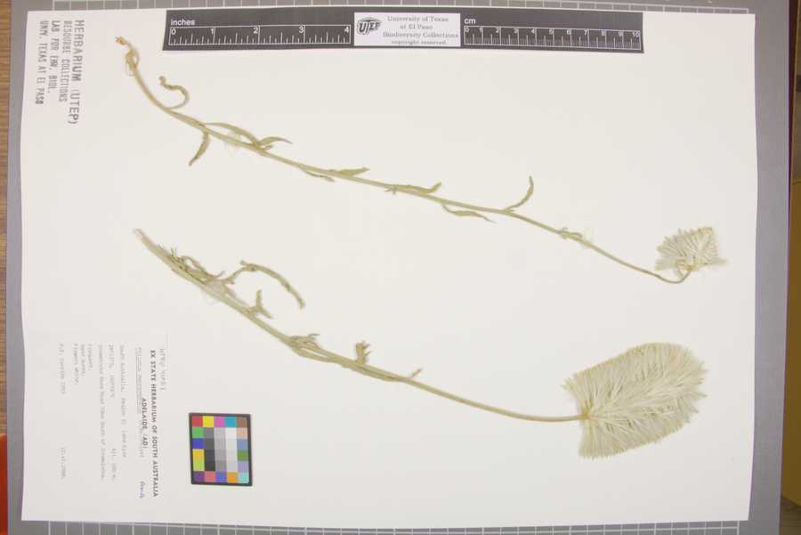 Ptilotus macrocephalus image