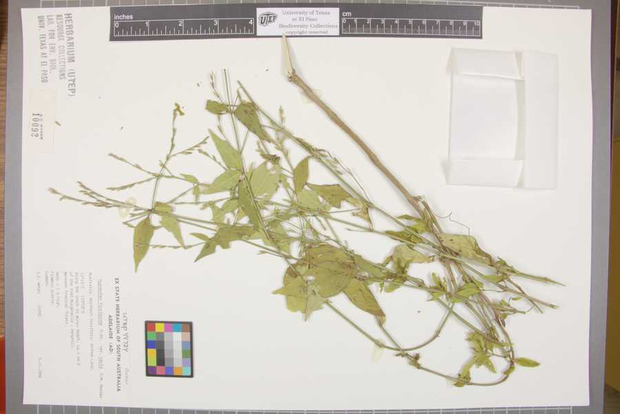 Hypoestes floribunda var. varia image