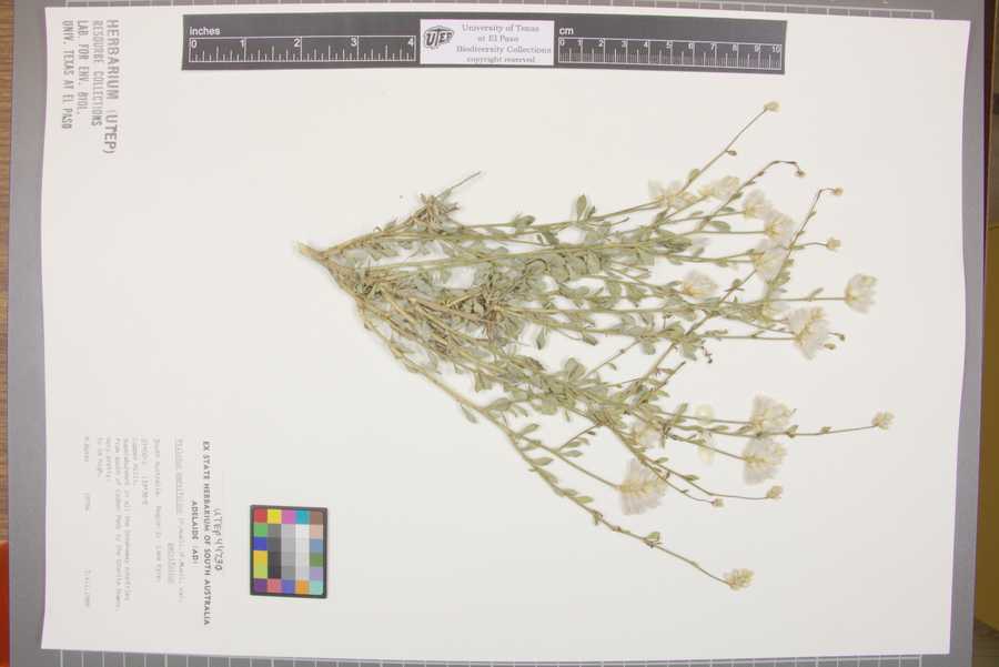 Ptilotus parvifolius image