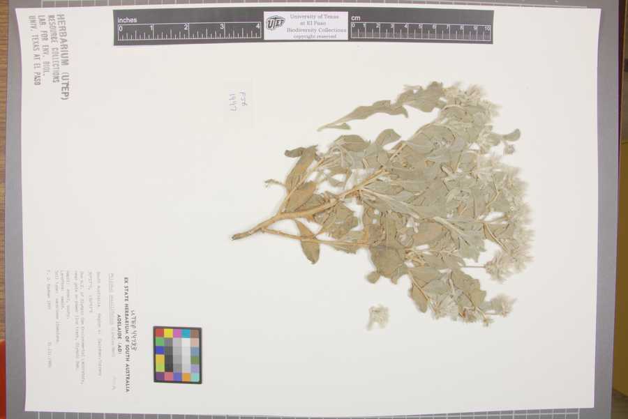 Ptilotus sessilifolius image