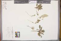 Ptilotus spathulatus image