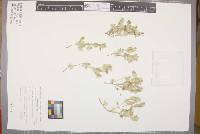 Media resource of Ptilotus beckerianus