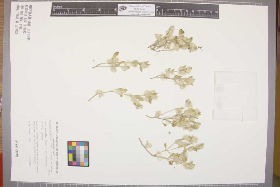 Ptilotus beckerianus image