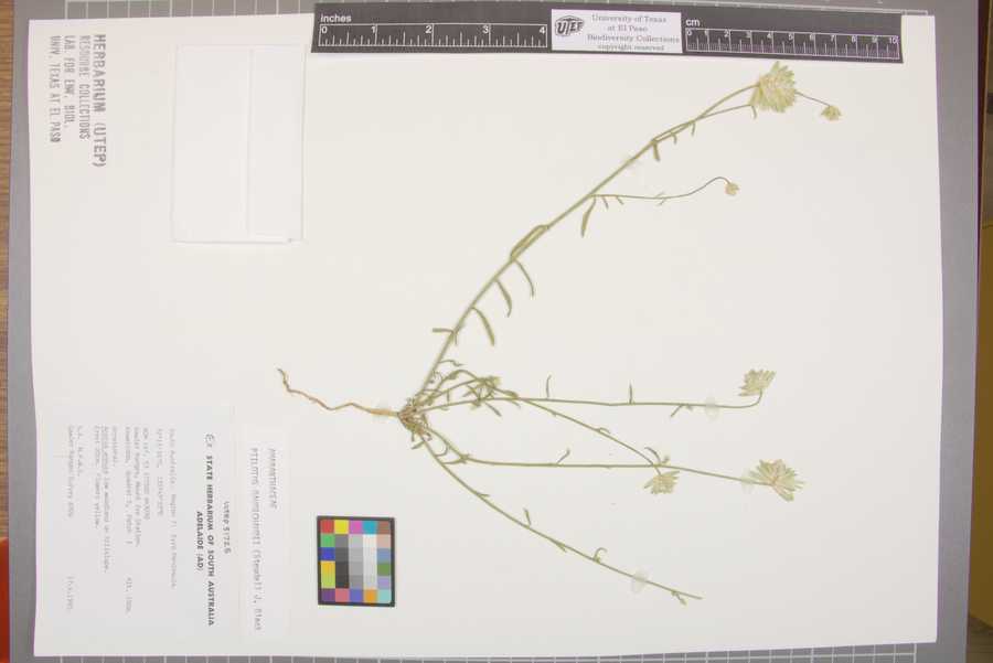 Ptilotus gaudichaudii image