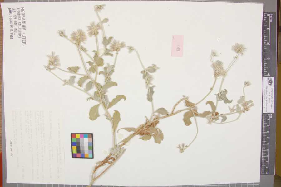 Ptilotus sessilifolius image