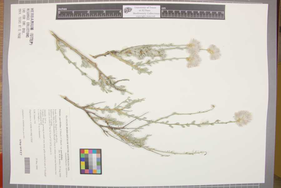 Ptilotus parvifolius image
