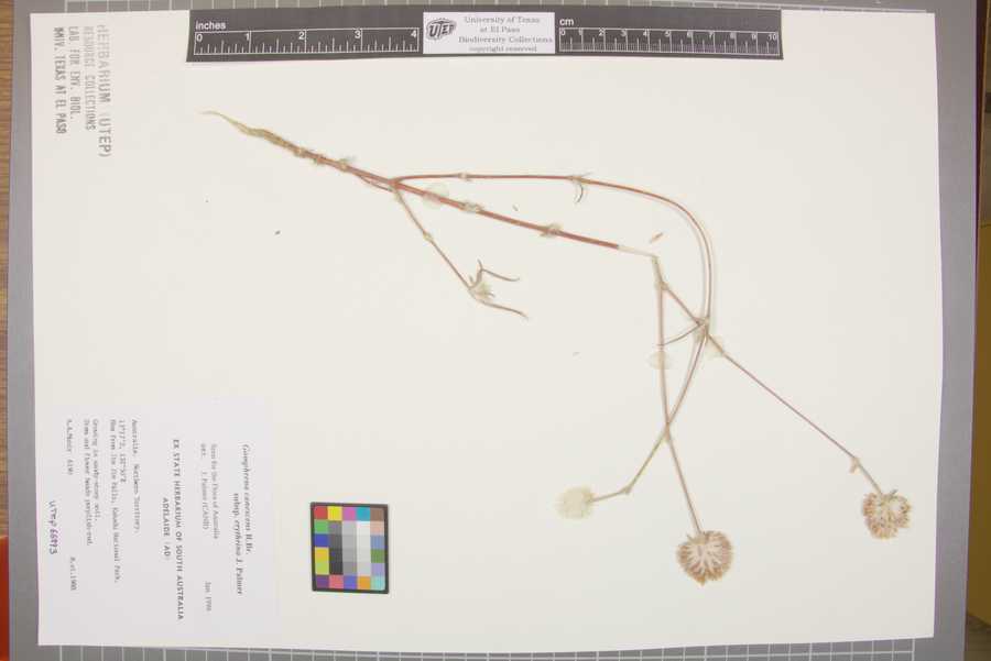 Gomphrena canescens subsp. erythrina image