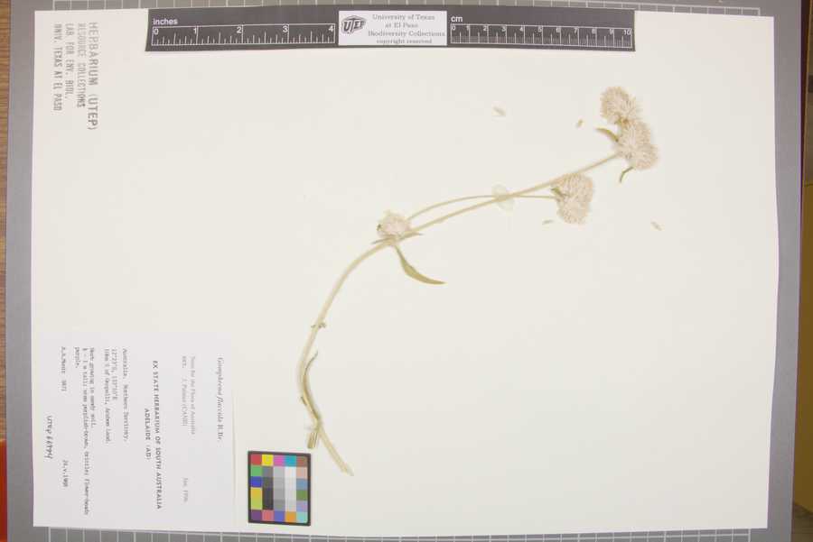 Gomphrena flaccida image