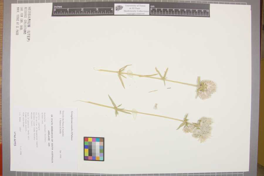 Gomphrena rosula image