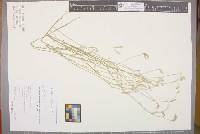 Media resource of Ptilotus rotundatus