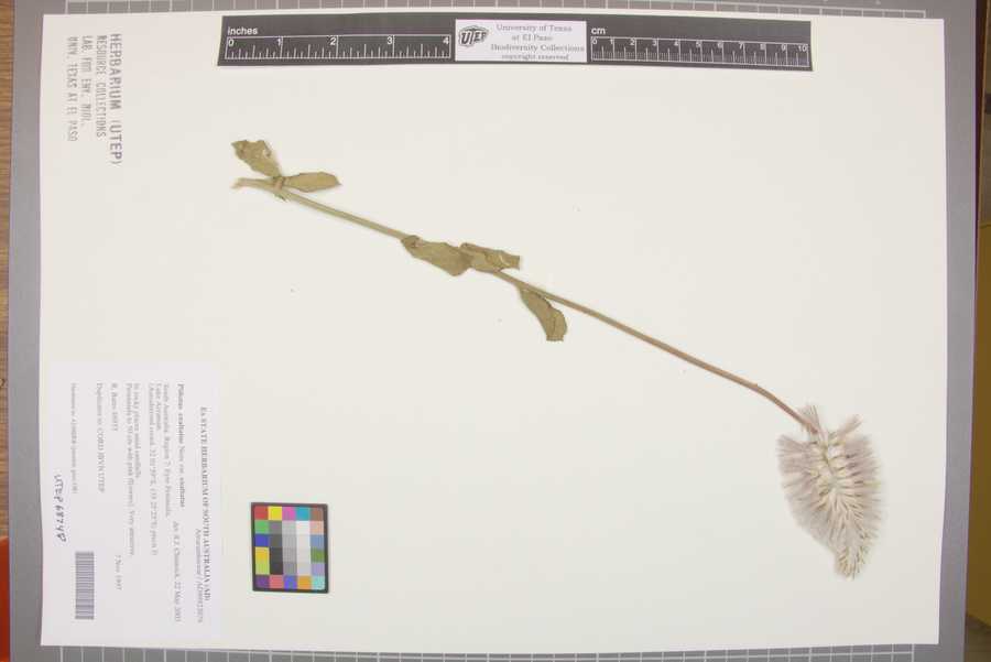 Ptilotus exaltatus image