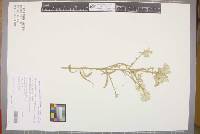 Media resource of Ptilotus gaudichaudii