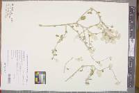 Media resource of Ptilotus latifolius