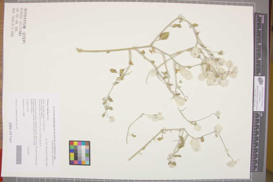 Ptilotus latifolius image