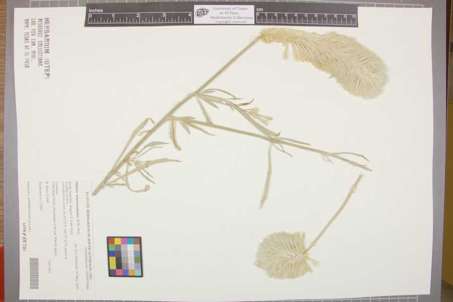 Ptilotus macrocephalus image