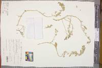 Media resource of Tetragonia eremaea