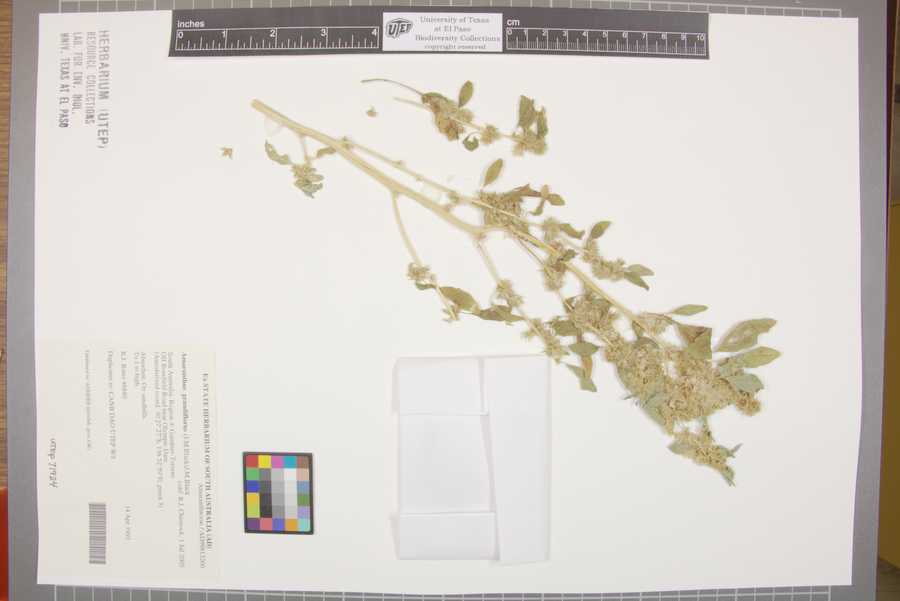 Amaranthus grandiflorus image