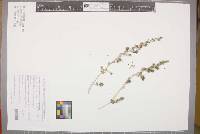 Amaranthus macrocarpus image