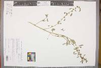 Amaranthus macrocarpus image
