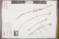 Ptilotus parvifolius image