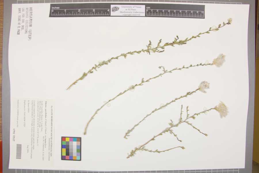 Ptilotus parvifolius var. laetus image