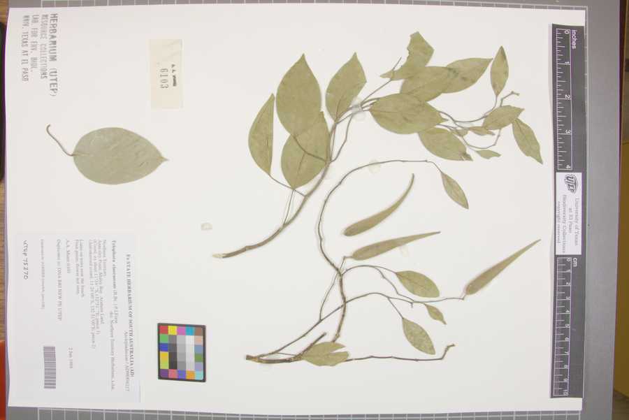 Vincetoxicum cinerascens image
