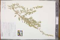 Amaranthus mitchellii image