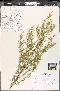 Artemisia dracunculus image