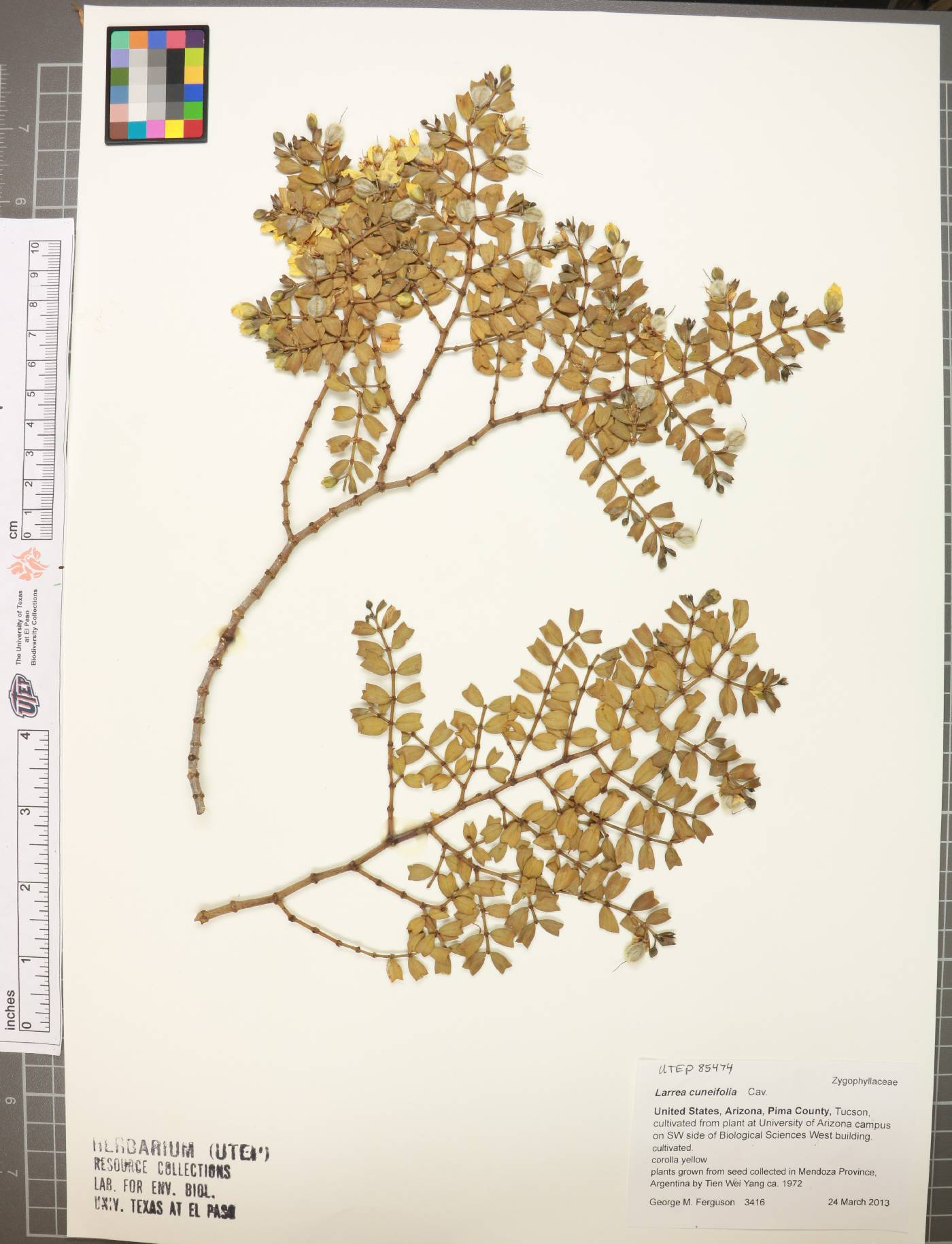 Larrea cuneifolia image