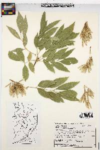 Fraxinus velutina image