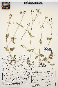 Mirabilis albida image