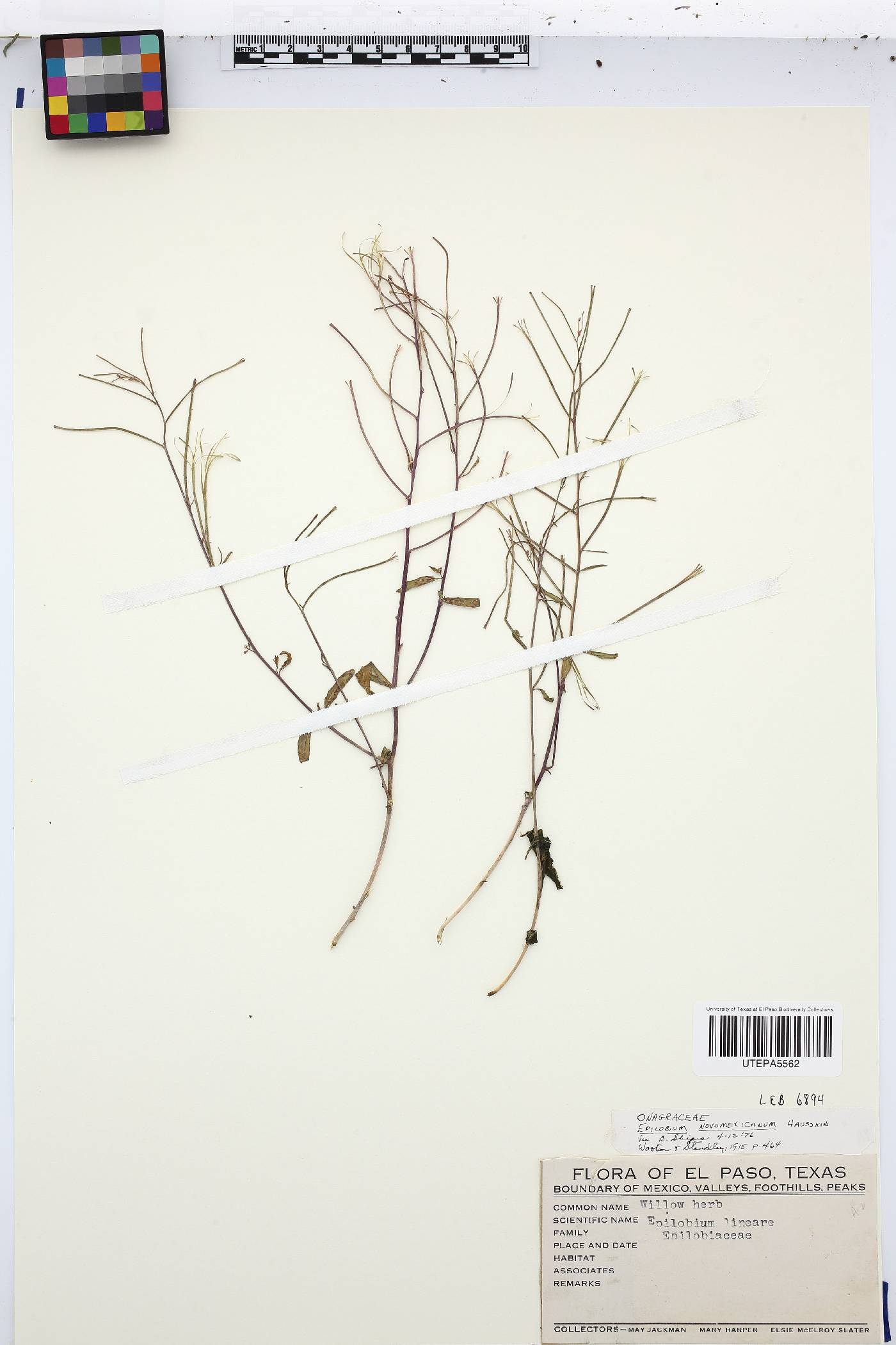 Epilobium novo-mexicanum image