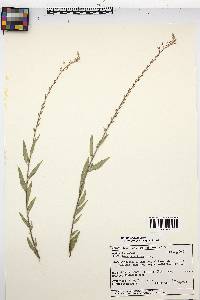 Oenothera curtiflora image