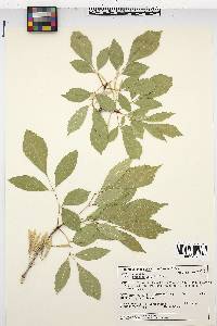 Fraxinus velutina image