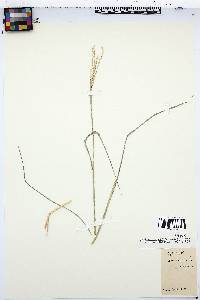 Disakisperma dubium image