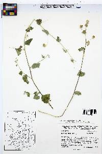 Abutilon parvulum image