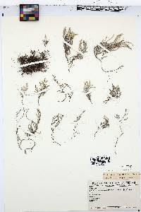 Selaginella x neomexicana image