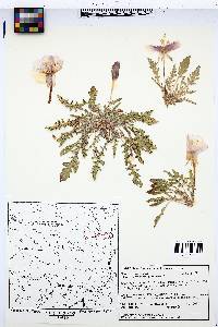 Oenothera primiveris image